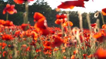 A field of red poppies is in full bloom. The flowers are scattered throughout the field, creating a beautiful and vibrant scene. The bright red color of the flowers contrasts with the green grass. video