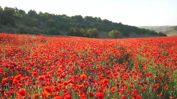 A field of red poppies is in full bloom. The flowers are scattered throughout the field, creating a beautiful and vibrant scene. The bright red color of the flowers contrasts with the green grass. video