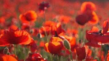 A field of red poppies is in full bloom. The flowers are scattered throughout the field, creating a beautiful and vibrant scene. The bright red color of the flowers contrasts with the green grass. video