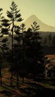 Pine tree forests at the base of mountain in sunny day of summer video