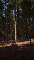 Giant sequoia trees towering above the ground in Sequoia National Park video