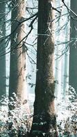 Fog in the forest on a cold winter cloudy day with first snow video