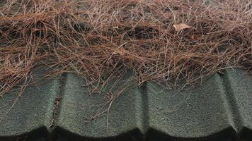 close-up of an old wooden roof with fallen pine needles. photo