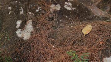 dry pine needles on the stone at forest, nature background. design element photo