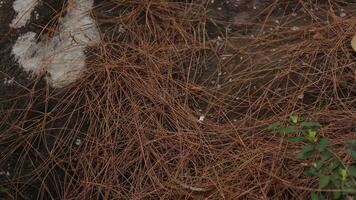 dry pine needles on the stone at forest, nature background. design element photo