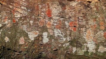 Embossed texture of the brown bark of a tree with green moss and lichen on it photo