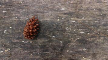 Pine Cone on old wood background. Copy space for element design photo