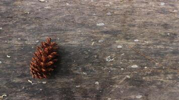 Pine Cone on old wood background. Copy space for element design photo