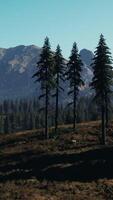 Aerial view over Mountain range with pine forest in Bavaria video