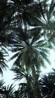 Underside of the coconuts tree with clear sky and shiny sun video