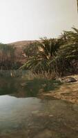 Colorful scene with a palm tree over a small pond in a desert oasis video