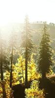 Beautiful sunset view in cedar forest in front of sayan mountain range video