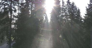 Aerial View of Mystical Forest Woodland Sunrise in the Misty Forest Fog video