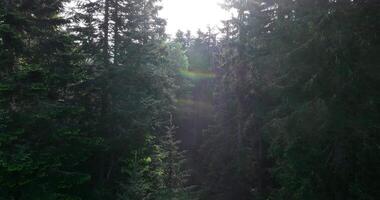Aerial View of Mystical Forest Woodland Sunrise in the Misty Forest Fog video