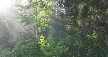 Aerial View of Mystical Forest Woodland Sunrise in the Misty Forest Fog video