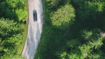 pine tree forest with a curvy country road on a fresh summer morning with mist and fog video