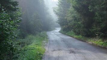 pine tree forest with a curvy country road on a fresh summer morning with mist and fog video