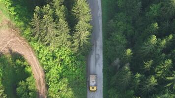 pine tree forest with a curvy country road on a fresh summer morning with mist and fog video