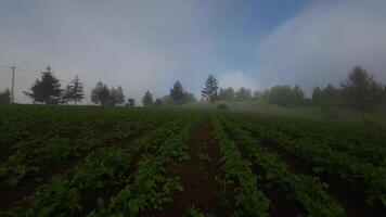 Flying through a gorgeous cloudscape on a fresh summer morning in the mountains video