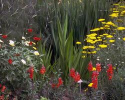 Garden background. Spring or summer gardening with plants and flowers photo