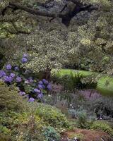 Garden background. Spring or summer gardening with plants and flowers photo