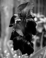 Flowers close view, natural plants black and white photo background