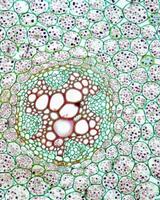 Abstract background close view. Natural pattern surface photo