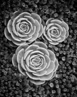 Flowers close view, natural plants black and white photo background