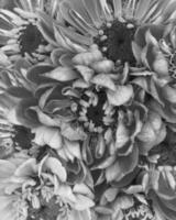Abstract black and white photo background close view. Natural pattern surface