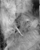 Abstract black and white photo background close view. Natural pattern surface