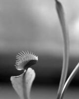 Plants close view black and white photo background. Natural plant
