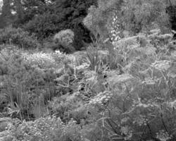 Plants close view black and white photo background. Natural plant