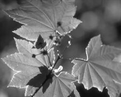 Leaves close view natural black and white photo background. Flora in nature
