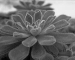 Leaves close view natural black and white photo background. Flora in nature