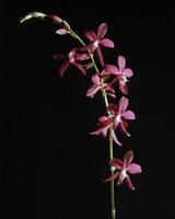 Flowers and plants close view background photo