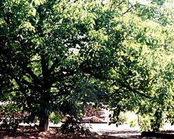 Trees in the forest and leaves, natural background photo