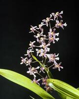 Flowers and plants close view background photo