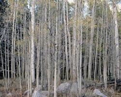 Trees in the forest and leaves, natural background photo