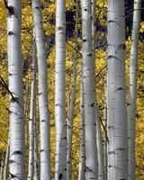 Trees in the forest and leaves, natural background photo