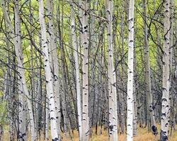Trees in the forest and leaves, natural background photo
