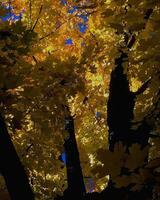 Trees in the forest and leaves, natural background photo
