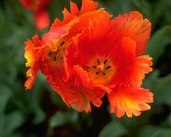 Flowers background. Colorful summer flowers close view photo