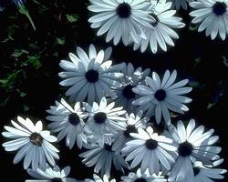Flowers background. Colorful summer flowers close view photo