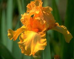 Flowers background. Colorful summer flowers close view photo