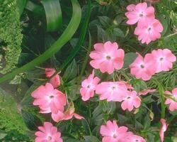 Flowers background. Colorful summer flowers close view photo