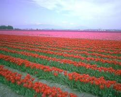 Flowers background. Colorful summer flowers close view photo