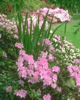 Flowers background. Colorful summer flowers close view photo