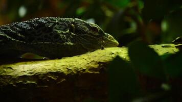 Varanus macraei lizard walking over other varanus in a wetland - Varanus macraei video