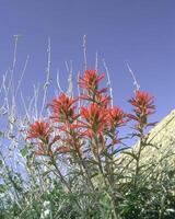 Flowers background. Colorful summer flowers close view photo