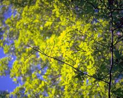 Trees in the forest and leaves, natural background photo